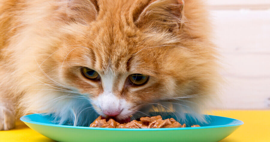 cat eating wet food from a plate