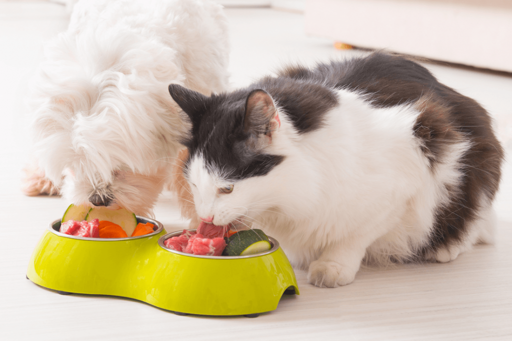 wet foods benefit for your cat or kitten