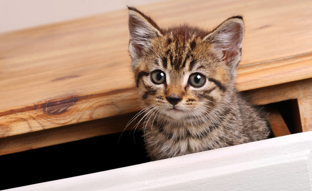 10-Easy-Ways-to-Kitten-Proof-Your-Home