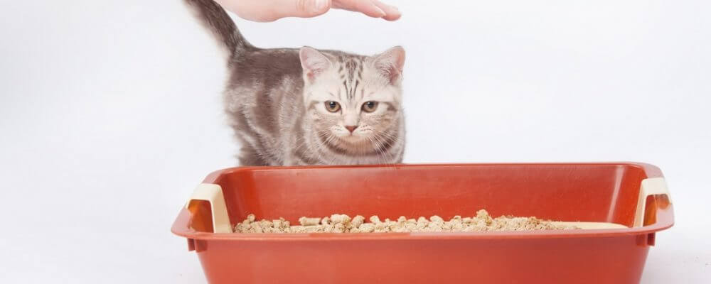 How To Train A Cat To Use A Litter Box properly