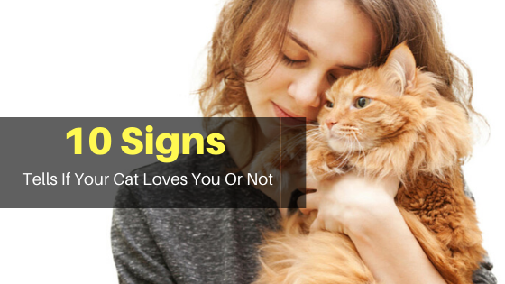 10 signs tells if your cant loves you or not