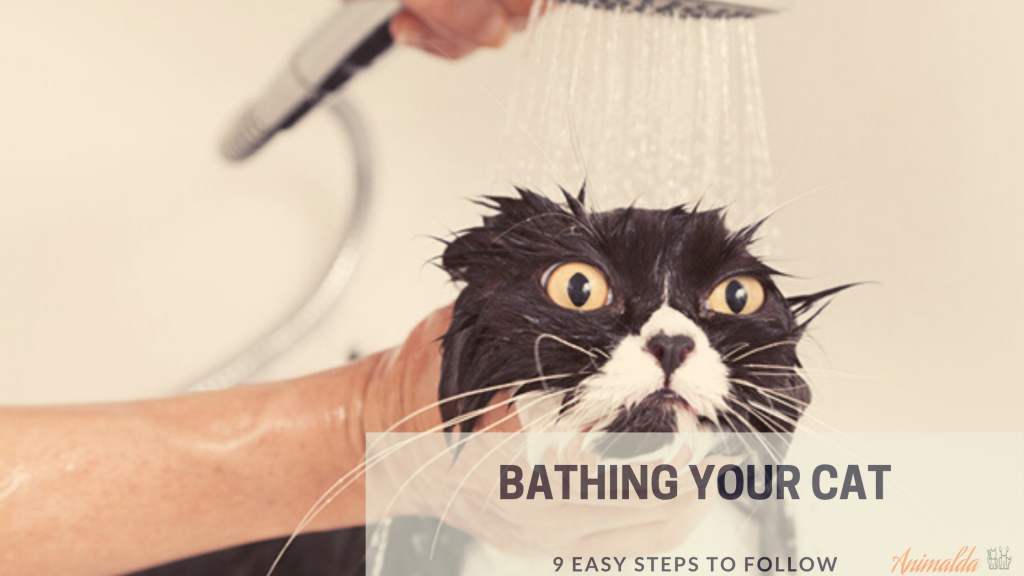 How To Give Your Cat A Bath? (9 Easy Steps To Follow)