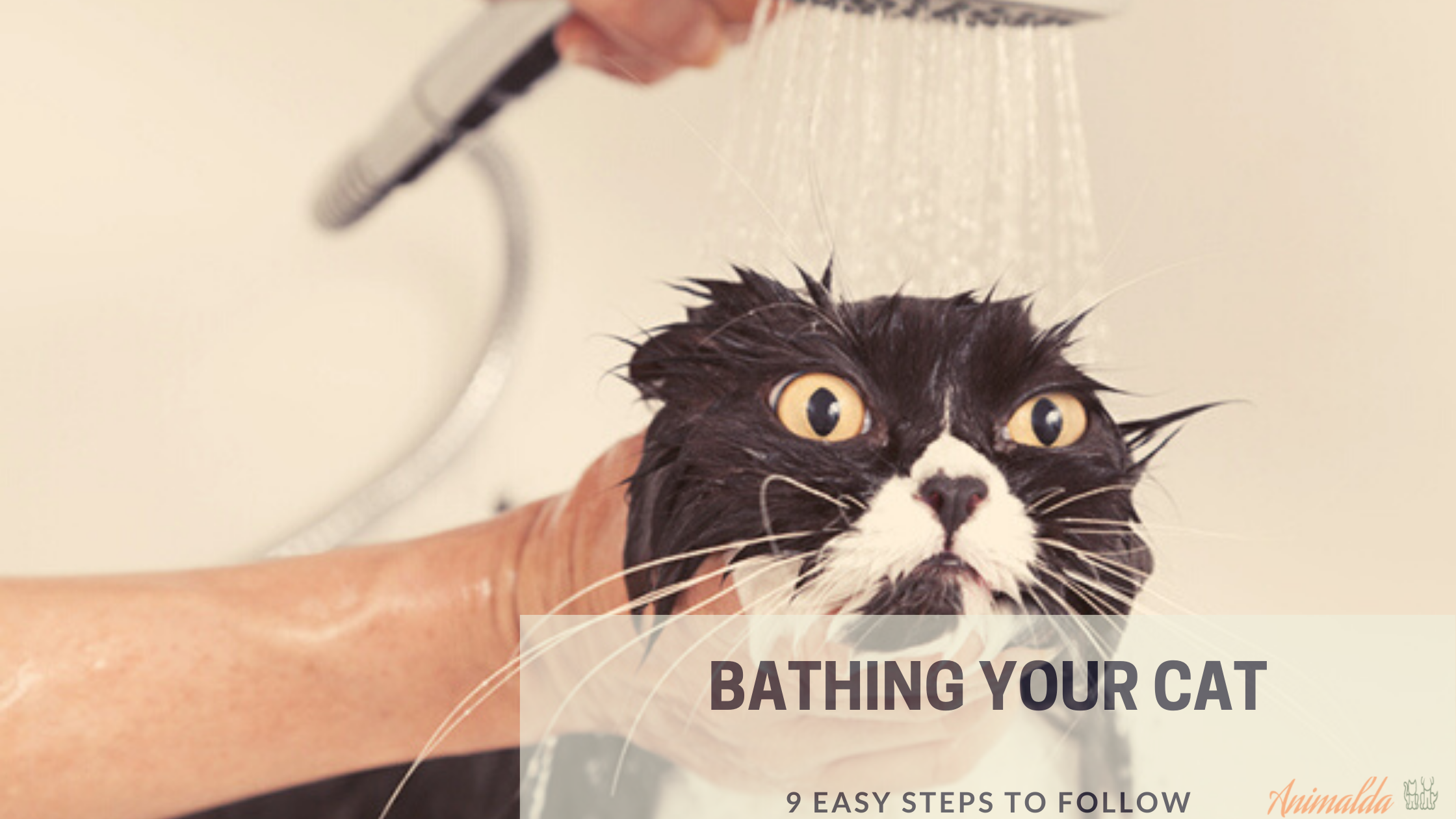 9 easy steps bathing your cat