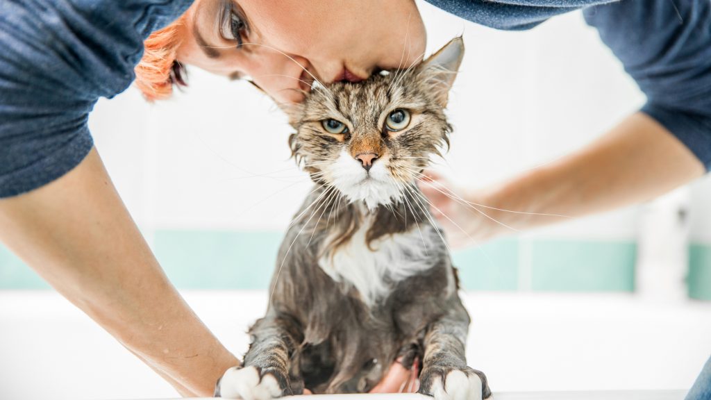 9 easy cat bathing process to follow