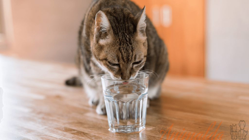 How Much Water Should My Cat Drink? (5 Approved Habits No One Tells You)
