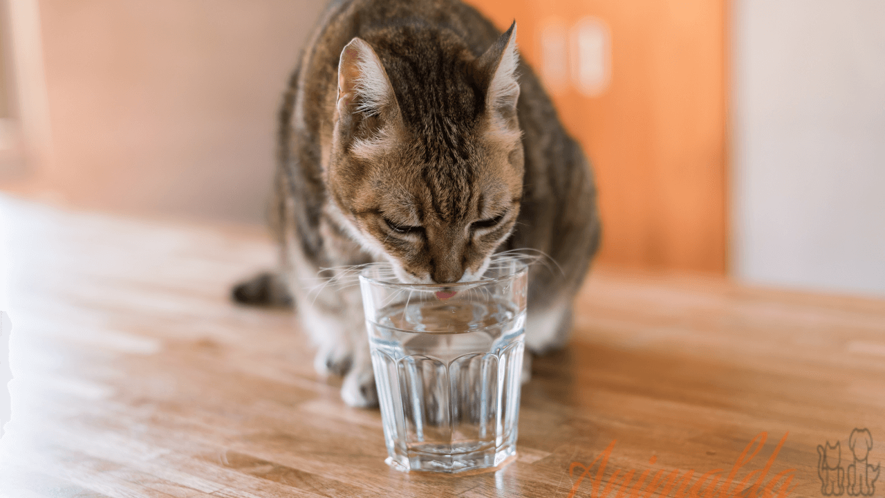 How Much Water Should My Cat Drink 5 Approved Habits No One Tells You 