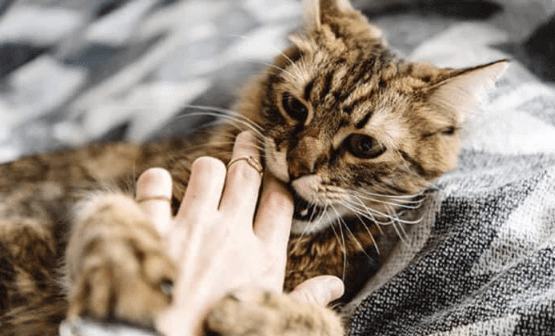 Why Do Cats Love Bite