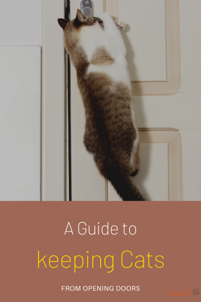 How To Keep Cats From Opening Doors? (6 Useful Tips To Follow)