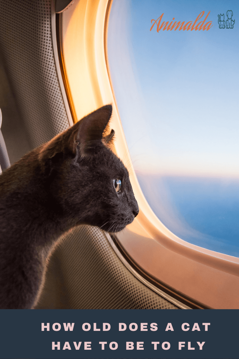 Learn How Old Does A Cat Have To Be To Fly on a plane