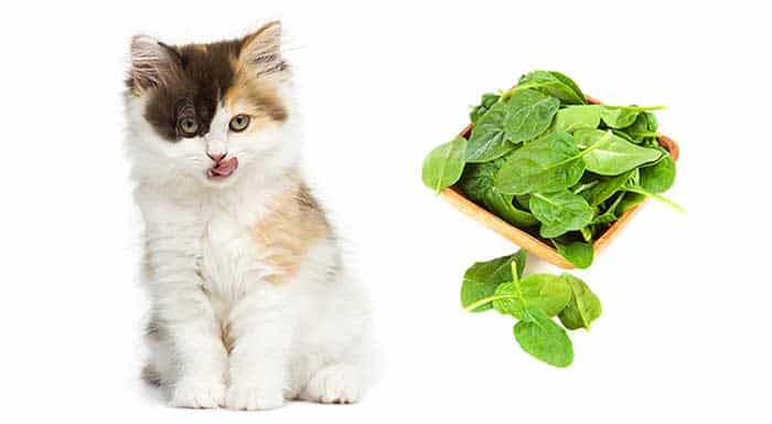 can_cats_eat_spinach by animalda.com