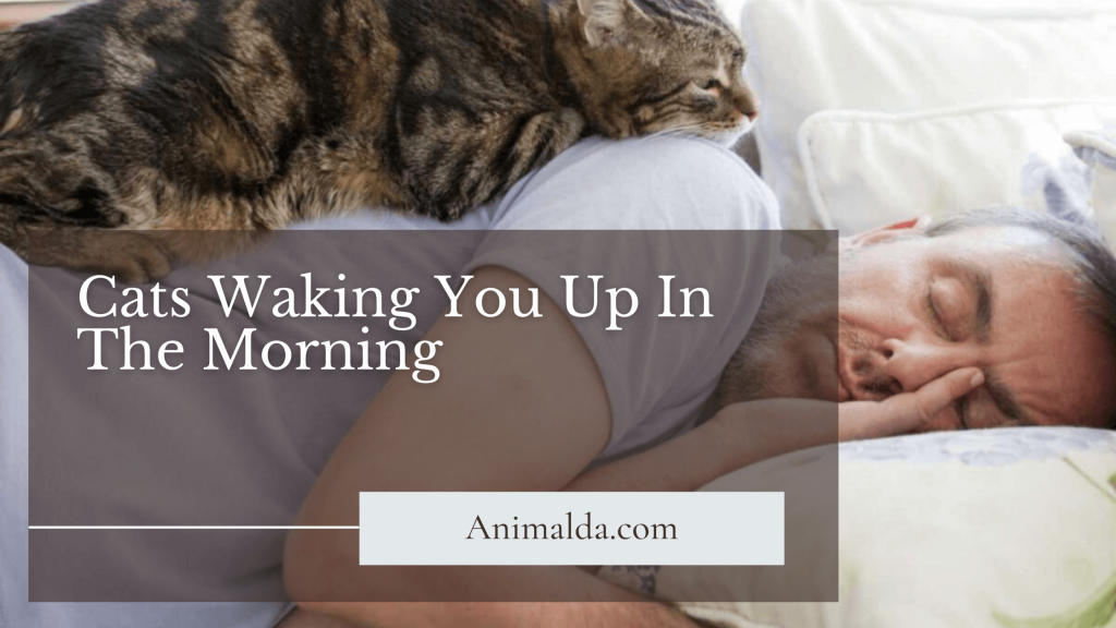 Why Do Cats Wake You Up In The Morning
