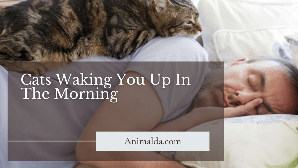 Why Do Cats Wake Up So Early In The Morning