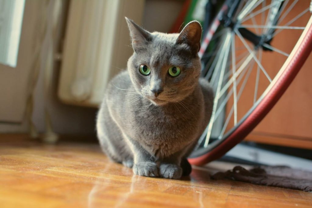 What Do Russian Blue Cats Eat?