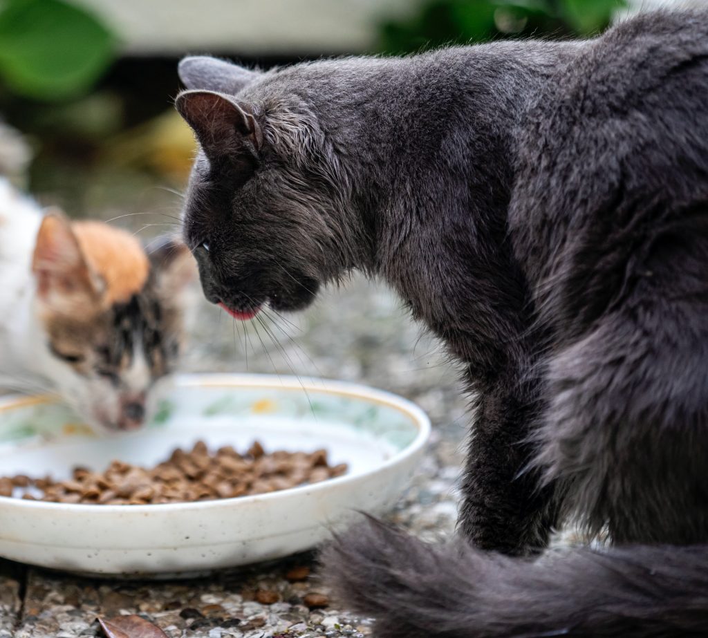 feeding Russian Blue Cat