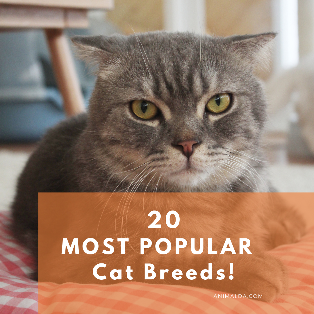 20 most famous cat breeds