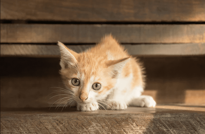 How To Get A Kitten To Trust You 3 Ways To Build Trust Today 