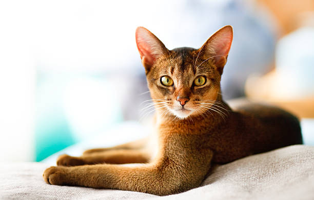 Abyssinian-cat-staring