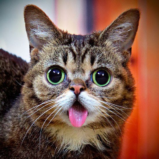 Cat Stick His Tongue Out