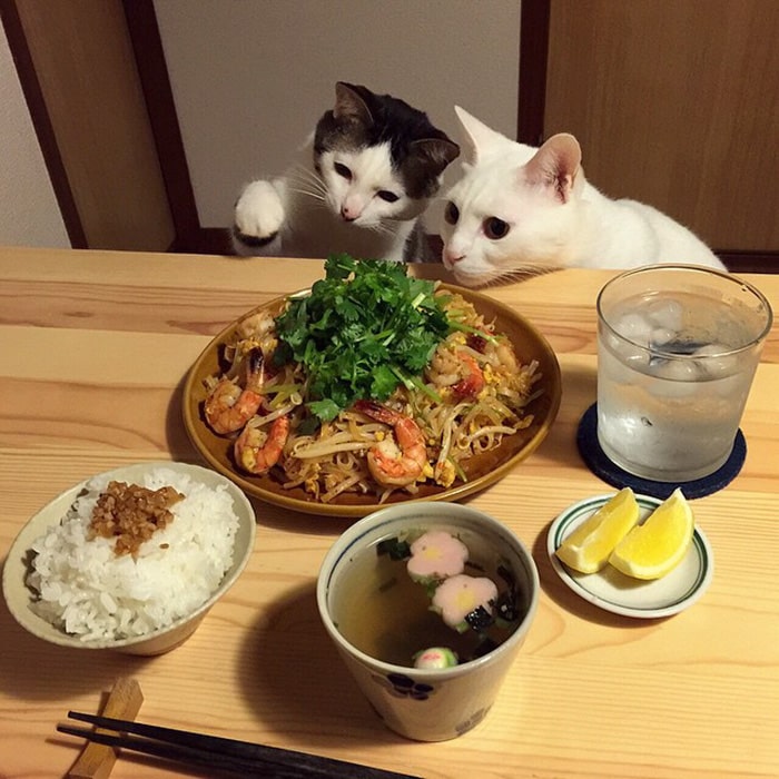 Cats Eat Noodles