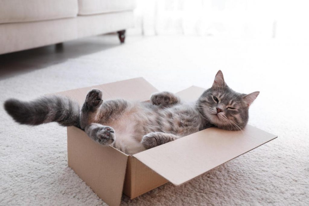 Why Do Cats Love Boxes? [A Comprehensive Guide to the Mystery of Why Cats Love Boxes]