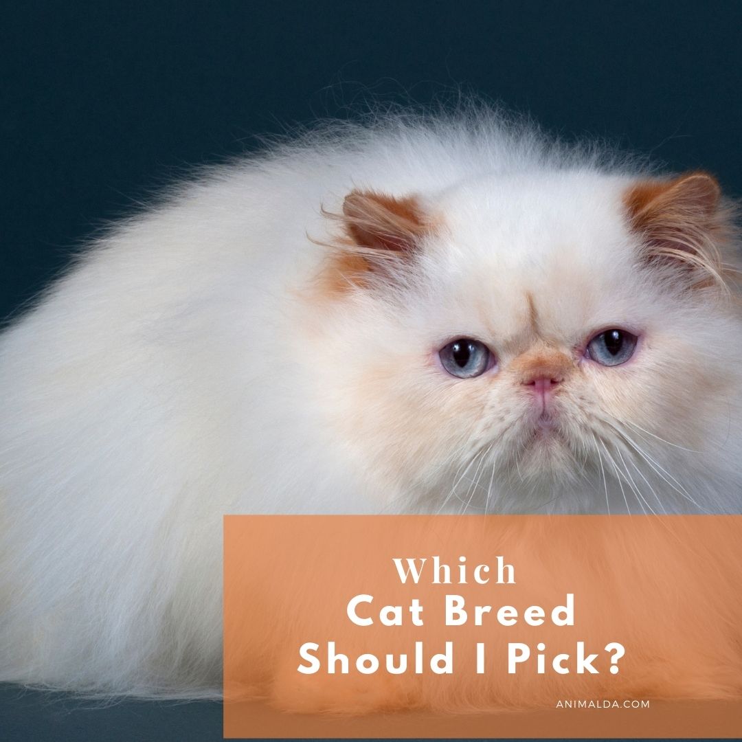 Blog post about Which Cat Breed Should You Pick