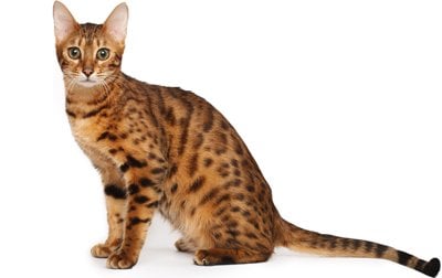 bengal-cat-breed