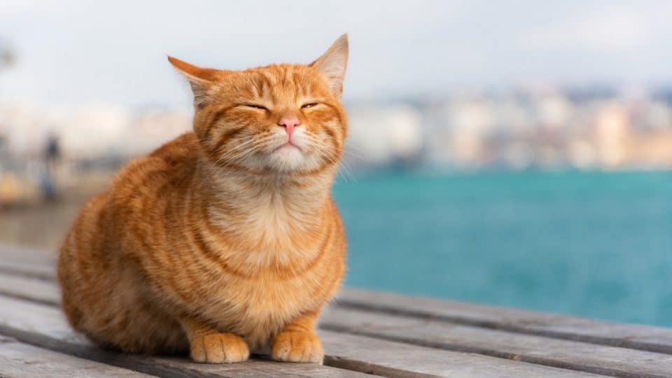 Why do cats sunbathe? [The Reasons Might Surprise You!]