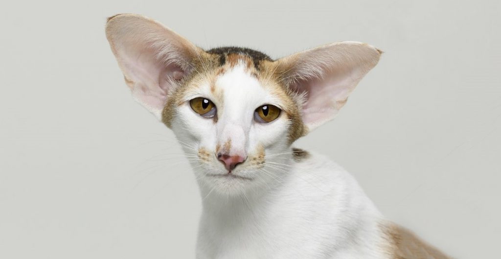 oriental-shorthair-cat