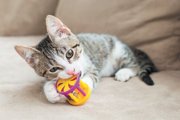 How To Choose A Toy For Your Cat?
