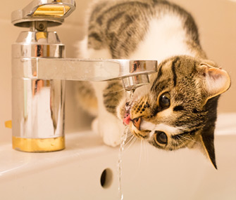 Why Do Cats Like Faucet Water