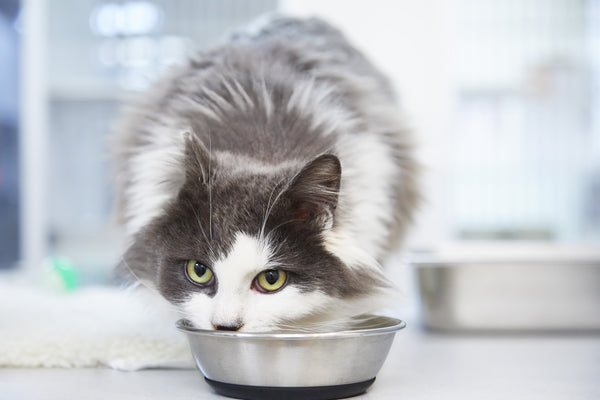 How Long Can A Cat Survive Without Food