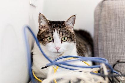 How To Prevent A Cat From Chewing Electrical Cords