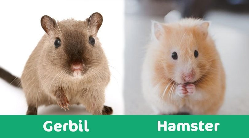 Hamsters Vs Gerbils As Pets
