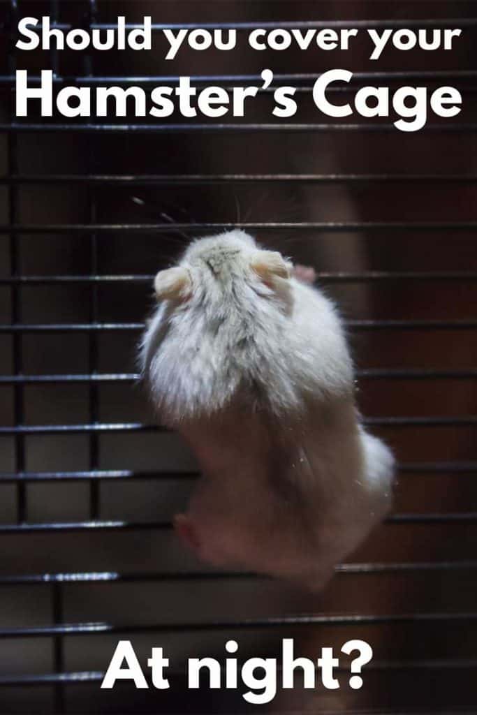 How to Keep My Hamster Quiet at Night
