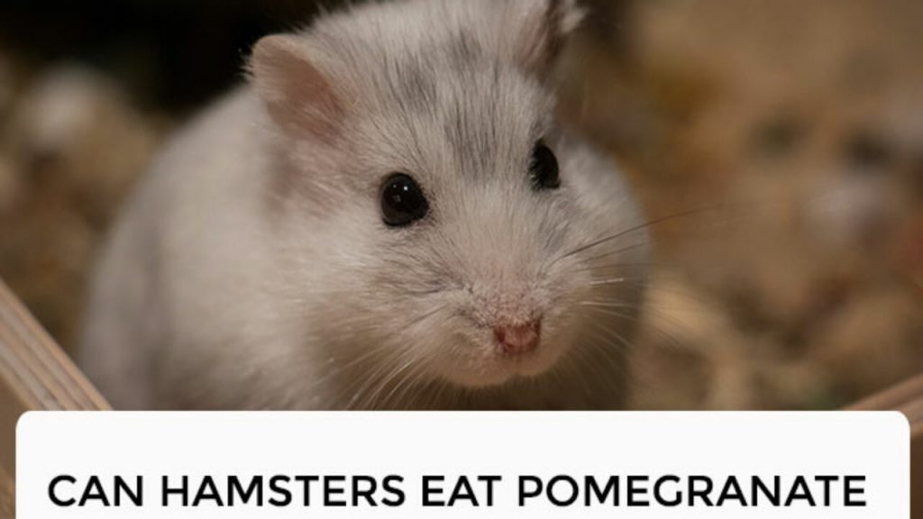 Can Hamsters Have Pomegranate