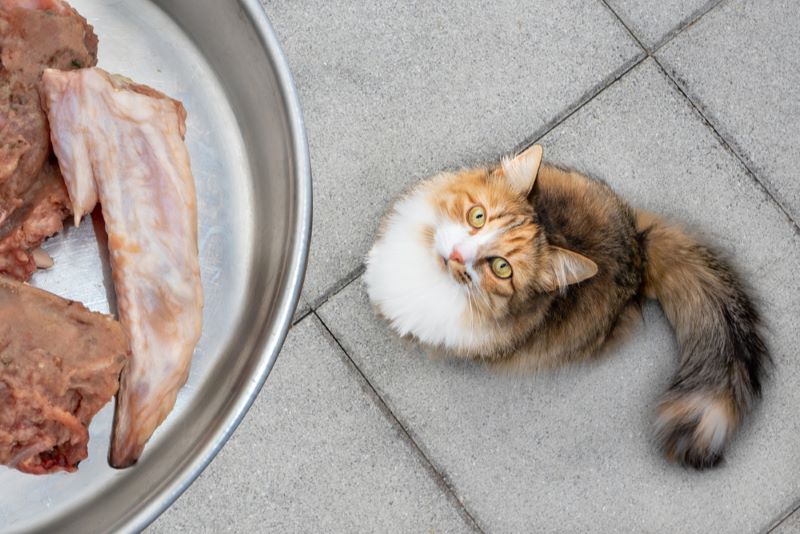 Can Cats Eat Raw Chicken