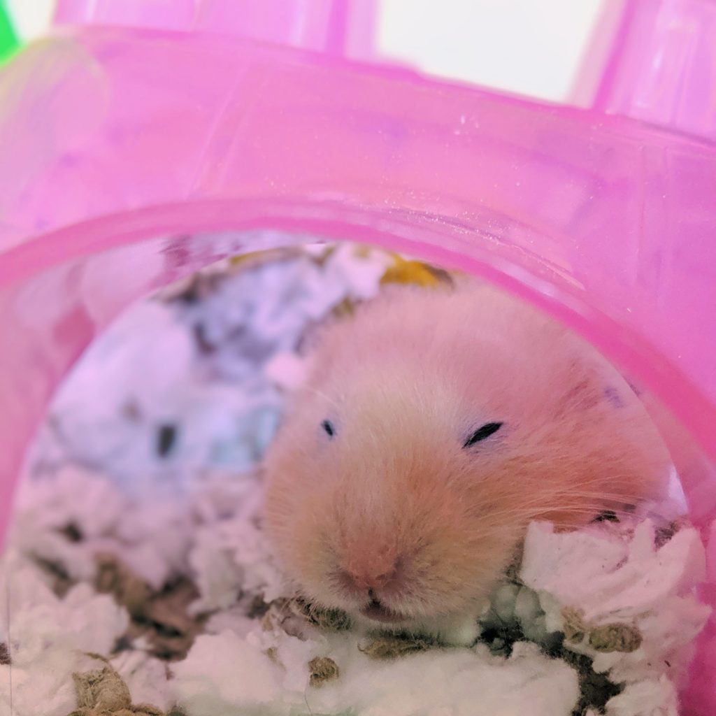 do-hamsters-sleep-with-their-eyes-open