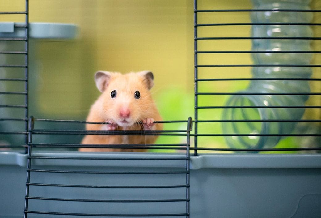 Cage Size Hamster