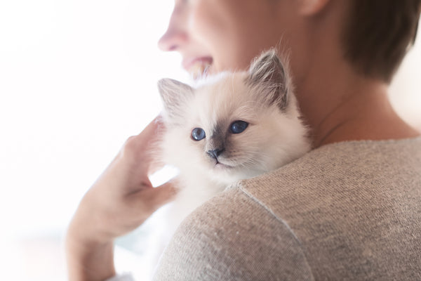 How to Raise a Kitten to Be Cuddly