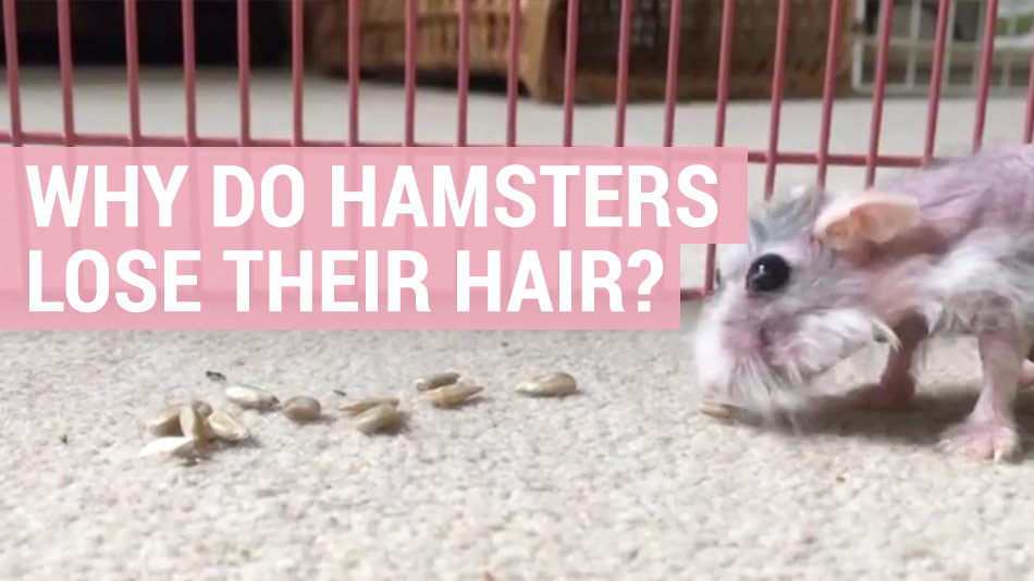 Why Do Hamsters Lose Hair