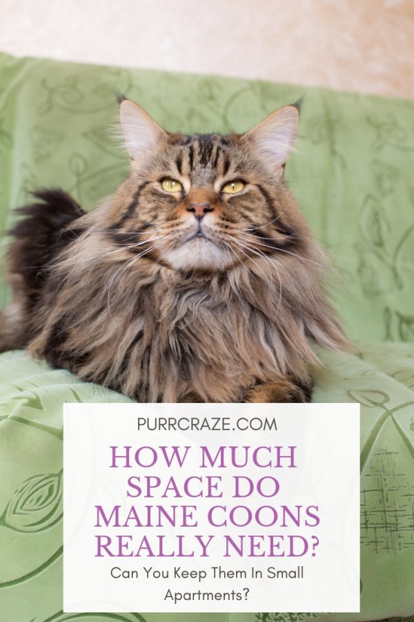 How Much Space Does a Cat Really Need