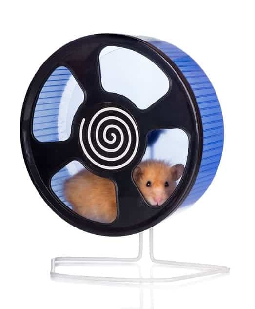 Why is My Hamster Always on the Wheel