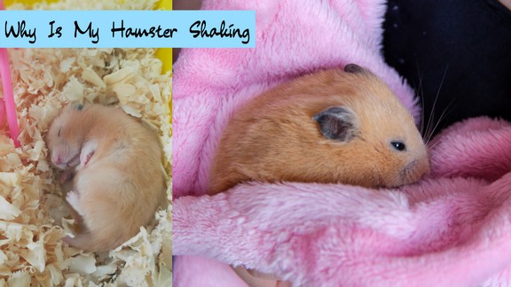 Why Do Hamsters Shake