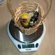 What Is The Average Weight Of A Cockatiel