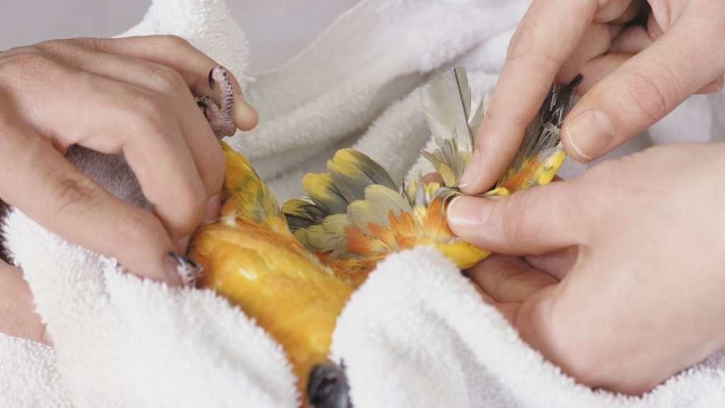 How To Treat A Broken Tail Feather On A Cockatiel