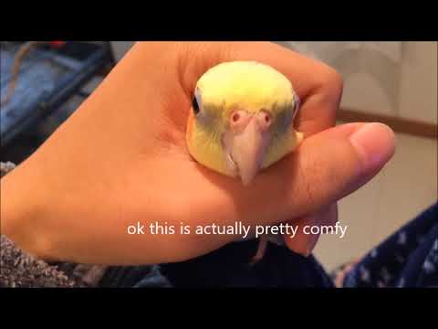 Can Cockatiels Choke