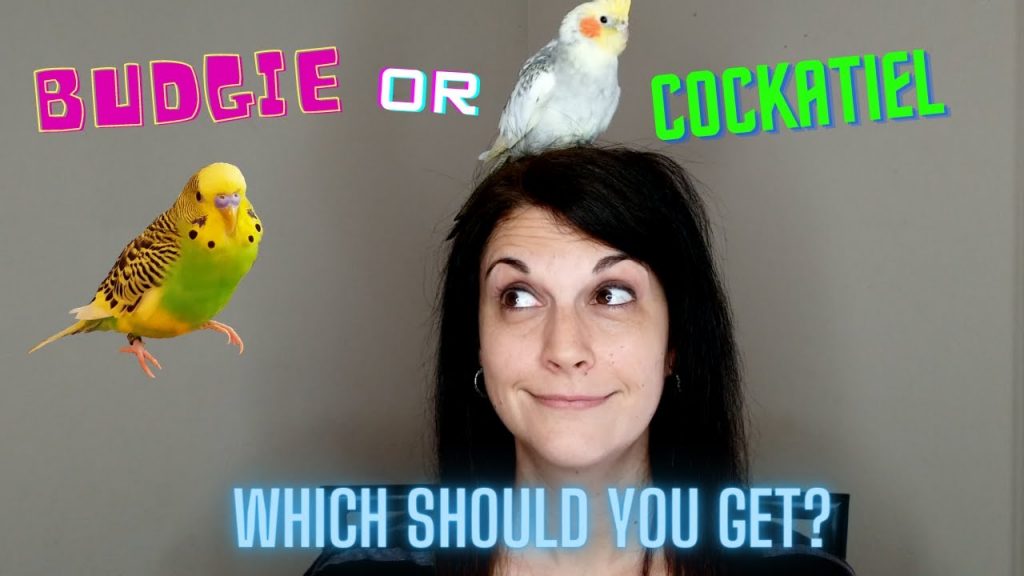 Cockatiel Vs Budgie – Which One Is Best For You