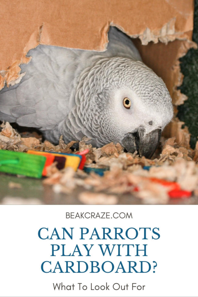 Can Cockatiels Chew On Cardboard