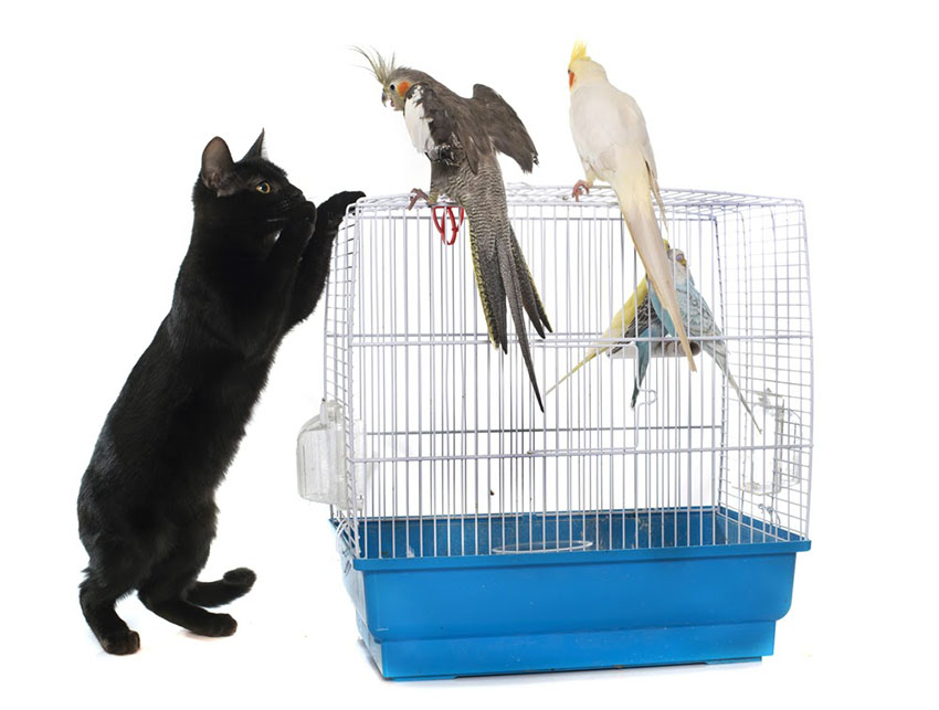 Do Cockatiels Get along With Cats And Dogs