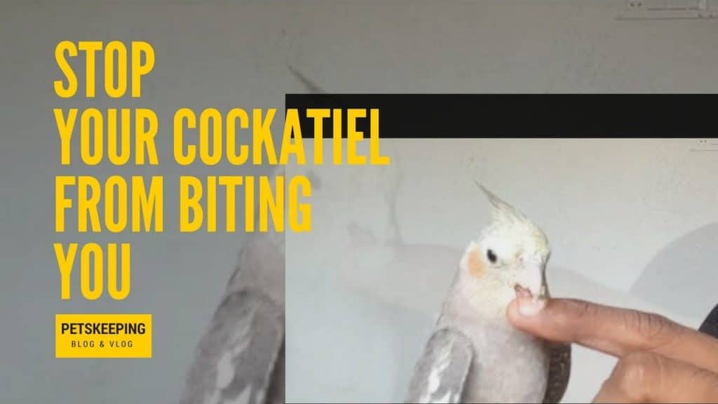 Why Does My Cockatiel Nibble On Me